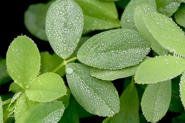 close up of lucern plant with dew