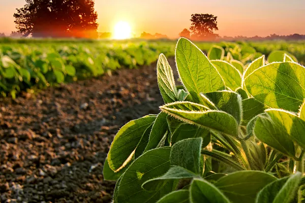 panoramic view of sunrise over a crop 