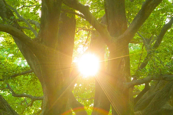 sunlight shining through tree
