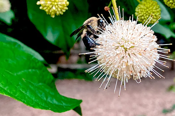 close up of bee on clover bloom