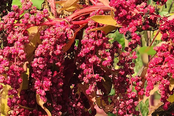 Field of quinoa