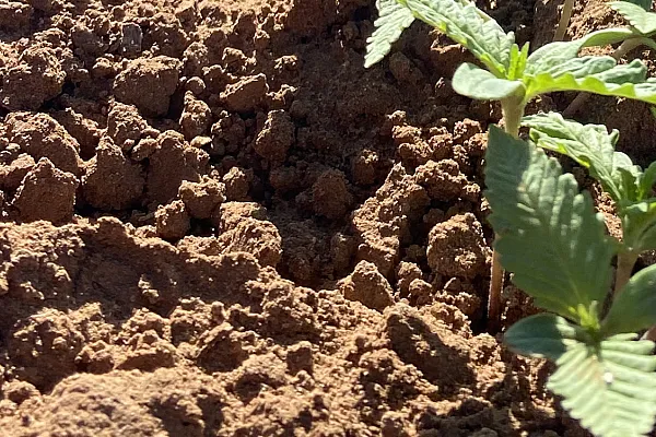 close up of soil with a small plant growth showing