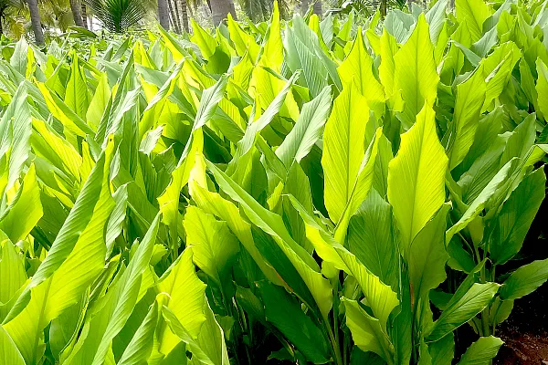 close of crops showing the leaves of plants