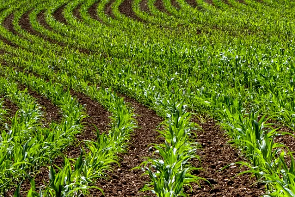 rows of early corn growth in a large field