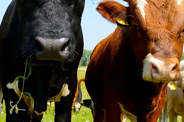 close up of cows on farm in field