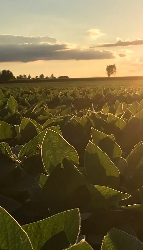 soybean-field