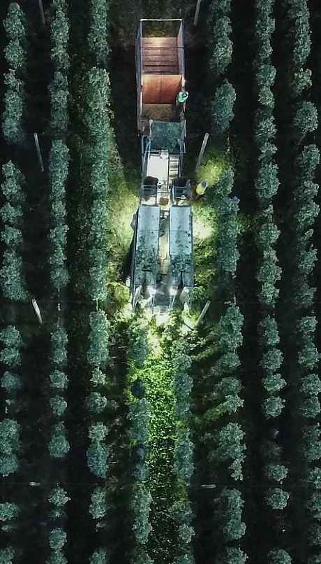 start-of-hop-harvest