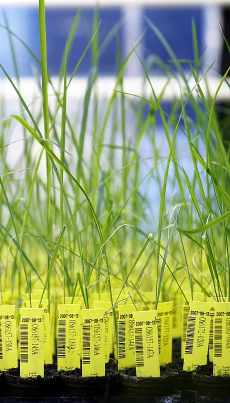 rice plants in lab