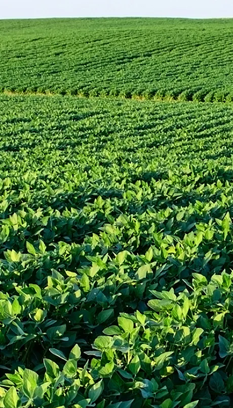 A field of soybeans