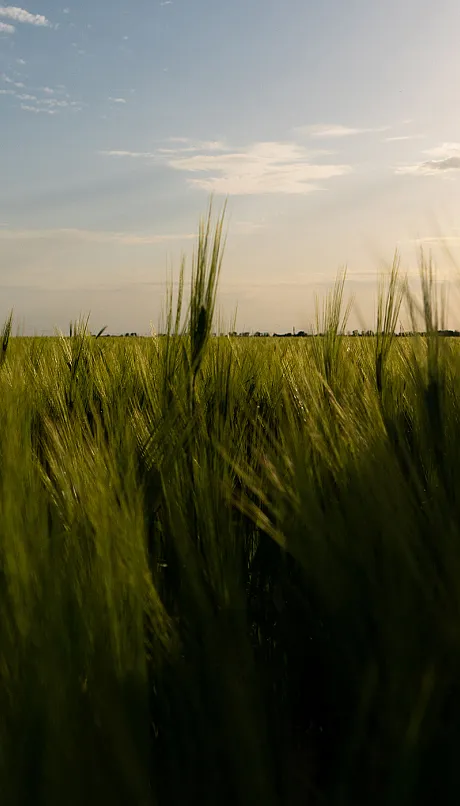 A person in a wheat field