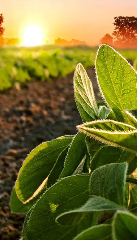 soybean plantings and crop with sunrise in the foreground