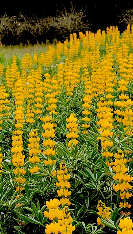 field of lupin flowers