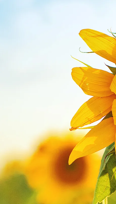close up of a large sunflower in a field with the sun rising in the backgroun