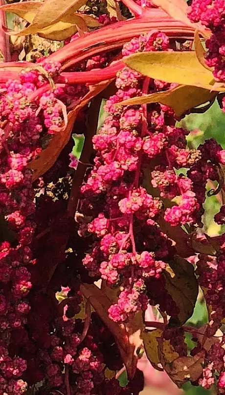 Quinoa plants
