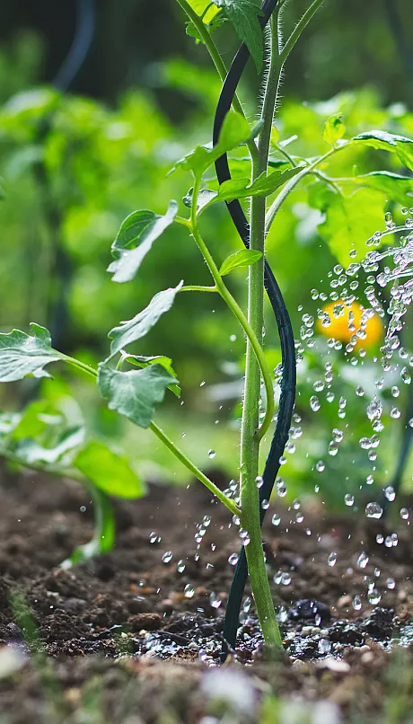 close up of watering a plant at the root