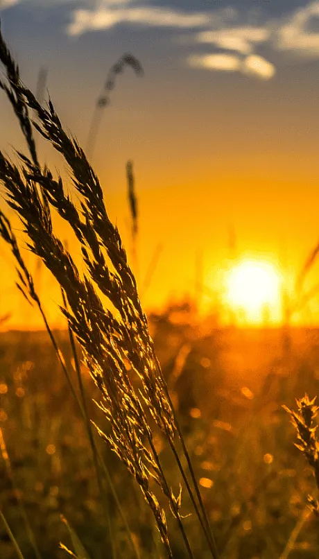 close up of wheat crop with dramatic sunrise in foreground