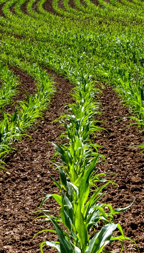 rows of early corn growth in a large field