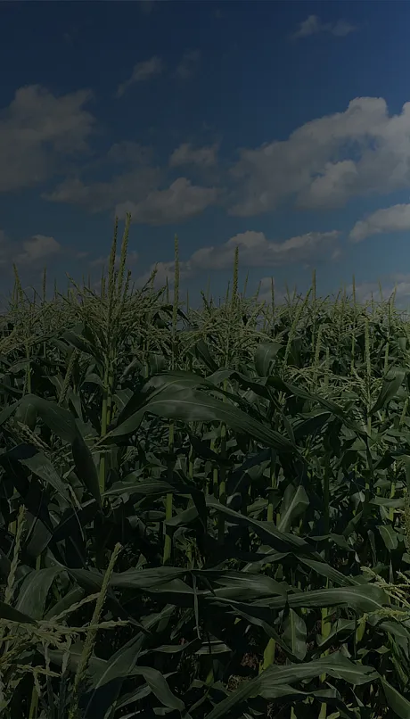 Corn background
