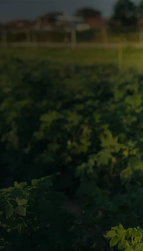 November CSA News 2025 backdrop