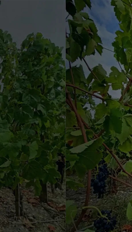 September CSA News 2025 backdrop