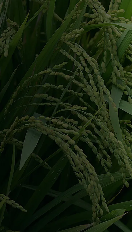 February 2026 CSA News backdrop