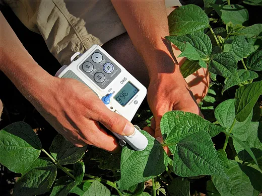 Soybean leaf measurement