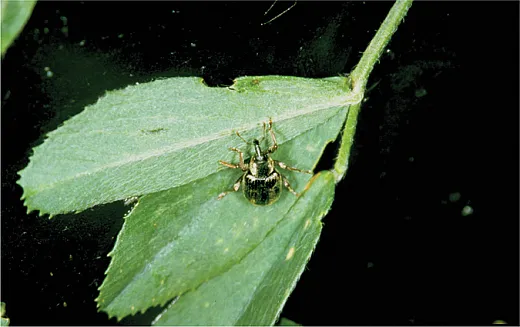 Alfalfa weevil. Photo by Frank Peairs, Colorado State University, Bugwood.org.