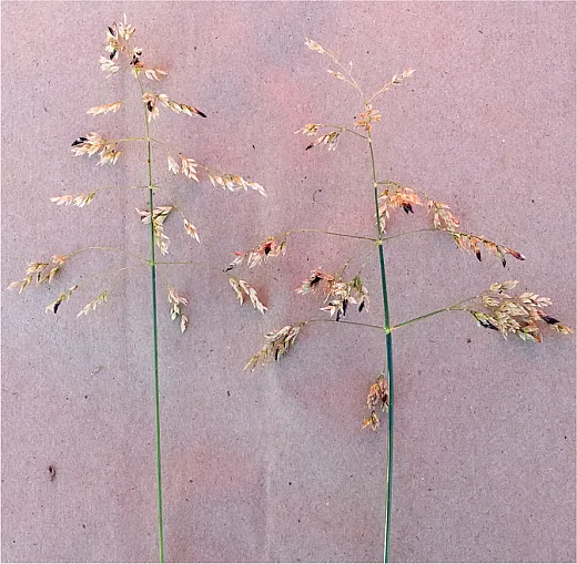 Figure 1. Panicles of Kentucky bluegrass infected with ergot (Claviceps purpurea). Several blackish sclerotia can be seen in each panicle.
