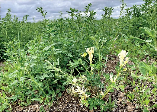 âWhite flaggingâ from lack of chlorophyll due to nematode feeding may occur on a small number of leaf and stem parts, but the symptoms could also be due to other causes. Photo by Rachel Long.