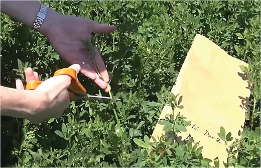 The first step in managing stem nematode is verifying it is indeed the cause of stand decline. Take a plant sample with scissors and cut several symptomatic stems from different plants. Screenshot from the University of Wisconsin Integrated Pest and Crop Management YouTube video âHow to Take a Tissue Sample in Alfalfaâ (https://youtu.be/KZh5ThmXZXg).