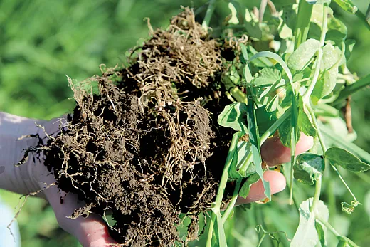 Improving soil health can increase a cropping systemâs sustainability in the long term and improve access to soil water and nutrients in the short term. NRCS photo by Aaron Roth.