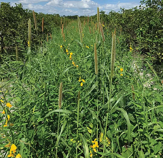 A mixture of annual cover crops in a citrus grove of 10-year-old trees in southwestern Florida. This cover crop mixture includes sunnhemp, cowpea, Egyptian wheat, and pearl millet. Photo by Sarah Strauss.
