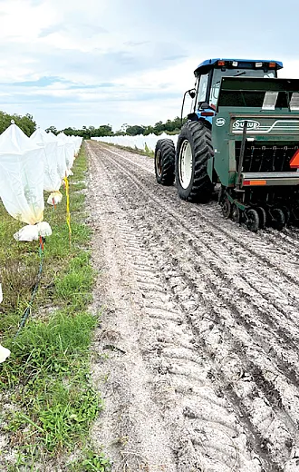 Using a no-till seed drill to plant a mixture of annual cover crops in a newly replanted grove in southwestern Florida. The bags on the trees are to help prevent the Asian  citrus psyllid, which is the vector for Huan- glongbing (HLB) or citrus greening disease,  from feeding on the young leaves. Photo by Sarah Strauss