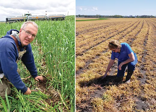 The cereal rye cover crop can be used as a living âmulchâ (as in, the crop isnât terminated before the new spring cash crop is planted), as show in the left photo, or it can be terminated before planting in spring and left as a thick mat of mulch biomass on the ground as shown in the right photo. NRCS/SWCS photos by Lynn Betts. 