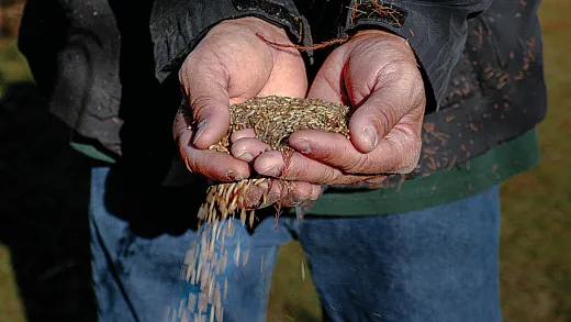 Cereal rye is ubiquitous, and thus a relatively inexpensive crop to plant. USDA/FPAC photo by Preston Keres. 