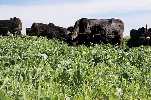 The economic benefits of grazing cover crops can be immediate if cover crops produce sufficient biomass. Available studies show grazing cover crops can at least offset the establishment costs. Photo courtesy of USDA.