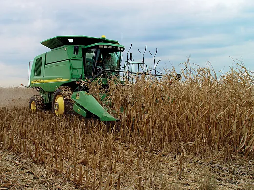 The addition of cover crops could allow greater amounts of corn stover removal for livestock or biofuel production than from corn fields. Photo courtesy of Idaho National Laboratory (INL) Bioenergy Program (www.inl.gov/bioenergy).