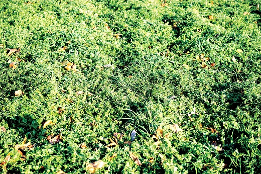 Legume cover crops, like hairy vetch shown here, can reduce production costs by reducing the amount of inorganic fertilizer needed for the following crop. Photo by Edwin Remsberg.