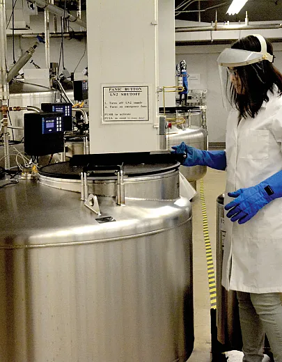 Colorado State University research associate Katheryn Chen retrieves dormant buds of apple from liquid nitrogen at the National Laboratory for Genetic Resources Preservation in Fort Collins, CO. Photo by G. Volk.