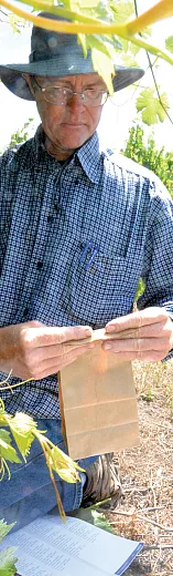 Bernard Prins, horticulturist, collects grape pollen for distribution from the NPGS Davis, CA location. Photo by G. Volk.