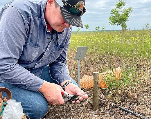 Keith Kubenka, agricultural research technician, grafts pecan trees at the NPGS College Station, TX location. Photo by G. Volk.