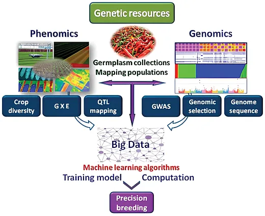 Integration of highâthroughput phenomics and genomics for exploration of genetic resources in crop improvement assisted by machineâlearning algorithms. Reprinted here from Esposito et al. (2019).