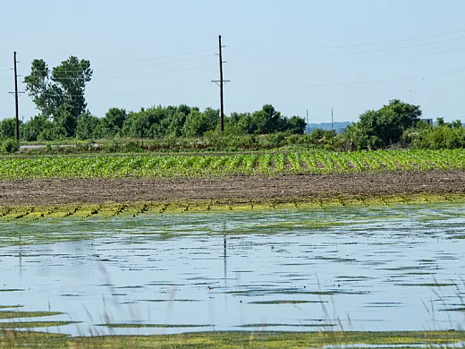 A flooded farm field