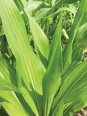 Sulfur-deficient corn plants may show striping as well as an overall yellow color. Photo by R.L. Nielsen, Purdue University.