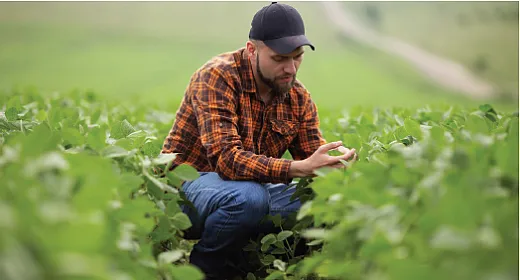 Pairing tissue sampling with simple field scouting and examining plants for signs of dis- tress increases the reliability in detecting sulfur deficiencies in crops. Photo courtesy of  Adobe Stock/Yevhenii Kukulka.