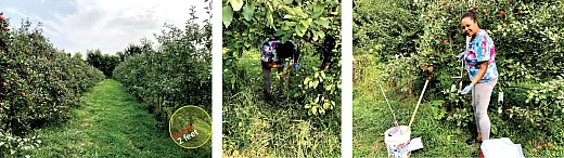 Figure 1. The soil was collected from an apple orchard in Lake Crystal, MN at the 0â to 6âinch depth where there was a 2âft radius from the base of the apple tree trunk.