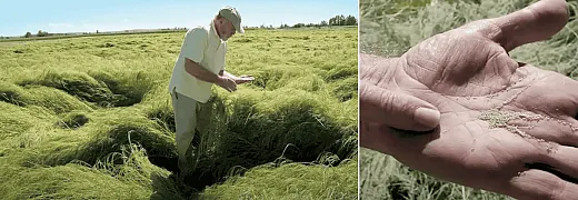 Left: Teff grown by the Teff Company, Idaho. Right: minuteâsized teff grain.