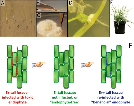 Figure 3. (Top) Process of creating tall fescue varieties that are endophyteâfree or contain a novel endophyte. (Photos by Carolyn Young, used with permission granted by Noble Research Institute. No further reproduction permitted.) (Bottom) Novel endophyte tall fescue is created by removing the common endophyte from toxic tall fescue, which results in endophyteâfree tall fescue, and then inserting a strain of endophyte that produces little or no ergot alkaloids.4 Figure Daily gain and prolactin production of sheep grazing tall fescue infected with a toxic endophyte (E+), tall fescue not infected (Eâ) with an endophyte, and tall fescue reinfected (E++) with a novel endophyte (Parish et al., 2003a).