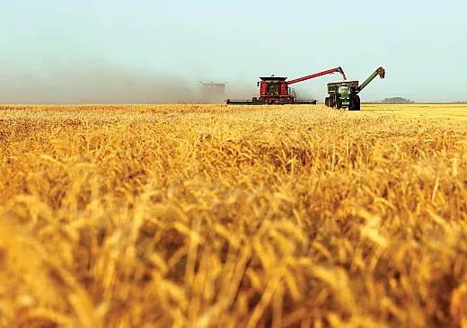 Crop yield could be predicted with a machineâlearning model using a suite of field factors including weather, historical yield data, and soil information. Photo by Tao Wang.