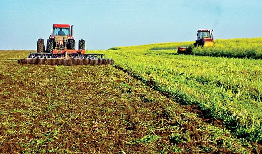 A mustard green manure crop being chopped and disked in the fall before the next springâs potato planting. Photo by Andrew McGuire, WSU Extension. 